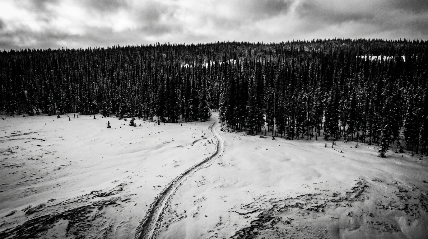 A high-contrast shot of a snowy path entering a dark forest.
